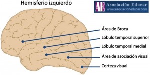 hemisferio-izquierdo