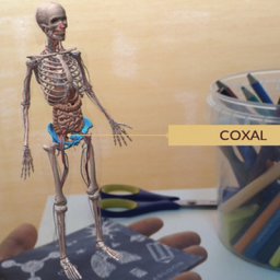 Una app para aprender anatomía