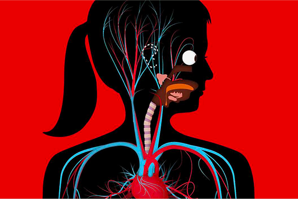 Formas diferentes de conocer el cuerpo humano